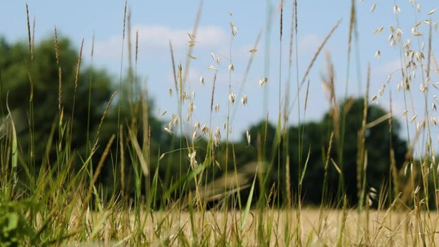 Panorama traw rosnących przy polu powiewających na wietrze wok&oacute;ł krajobrazu wiejskiego w porze letniej, trawy rosnące przy kwitnących polach na tle błękitnego nieba z niemalże bezchmurną pogodą