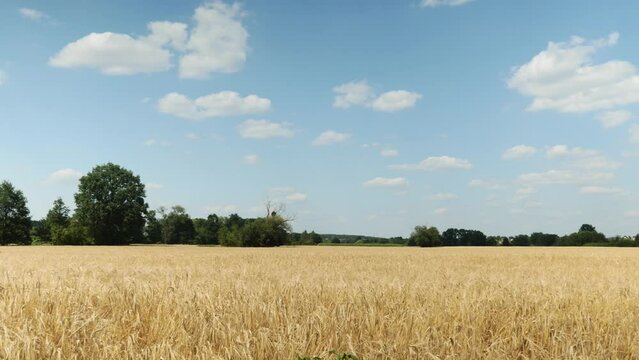 Panorama pola rolnego, w krajobrazie wiejskim w porze letniej, pola kwitnące plony i drzewa w oddali na tle błękitnego nieba z niemalże bezchmurną pogodą
