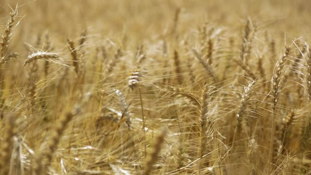 Zbliżenie na plony pola rolnego poruszających się na wietrze, w złotych barwach, ujęcie makro