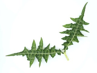 Sea holly leaf on white background. closeup photo, blurred.