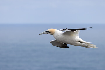 Gannets, Morus bassanus, in flight at Bempton Cliffs in Yorkshire