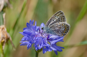 A beautiful butterfly (named Bläuling) on ​​a blue plant