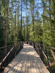 Obraz premium wooden bridge in the woods