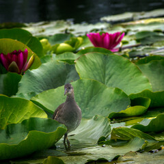 pigeons on the water