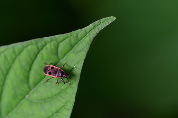ヒメホシカメムシ（埼玉県/6月）
