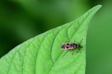 Fototapeta premium ヒメホシカメムシ（埼玉県/6月）
