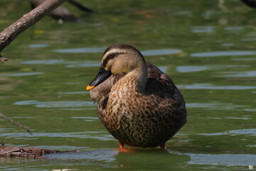 静かな池のカルガモ