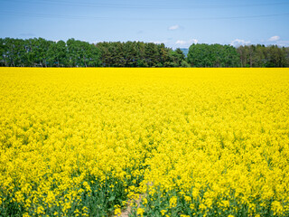 Obraz premium 北海道の菜の花畑
