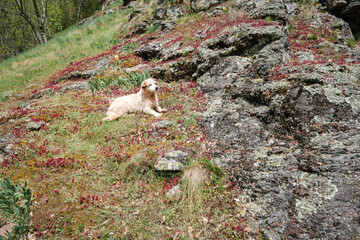 Cute dog laying on the rocky mountain field covered by red flowers and yellow moss - 518784255
