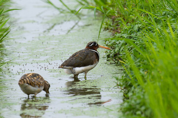 タマシギ夫婦の移動