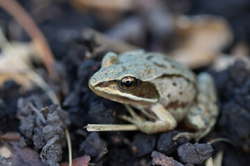 A adult Common European Toad, Bufo bufo sitting on the ground in the garden.