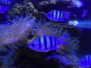 Fenestratus cichlids on isolated black background. Protomelas fenestratus Haplochromis steveni is...