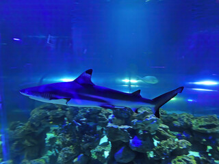 Shark in blue. Underwater world, aquarium. Shark swimming among a school of fish