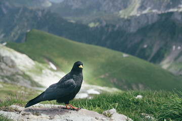 bird in the mountain