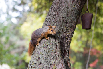 Brown squirrel standing on body of the tree closeup view