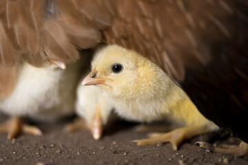 Newborn chickens only one dag old hides under their mother hen