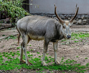 Naklejka na ściany i meble Pere David`s deer male. Latin name - Elaphurus davidianus. These animals are exterminated in the wildlife, live only in zoos