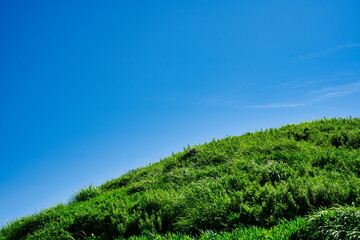 緑と青空