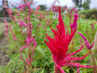 Vibrant red of bunga jengger ayam or Celosia flower