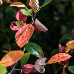Naklejka na ściany i meble Die ersten Blätter schon in bunten Herbstfarben im Garten am Tag