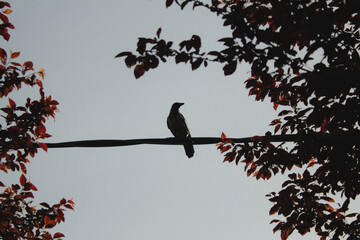 Crow