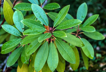 Rhododendronbl&auml;tter kreisf&ouml;rmig angeordnet an der Pflanze 