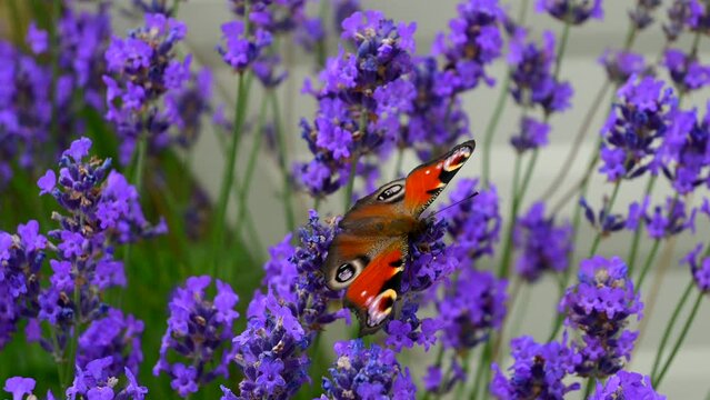 Big butterfly on blooming lavender bush