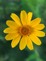 yellow daisy flower Coreopsis
