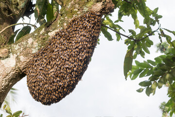 large honeybee swarm, hanging on a fruit tree branch, space for text