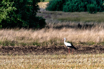 Adult white stork (Ciconia ciconia) looking for a diner - Choczewo, Pomerania, Poland