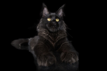 Fototapeta na wymiar black maine coon kitten lying down on black background