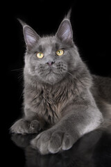 beautiful grey maine coon cat portrait on black background