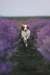 spaniel dog in the lavender field