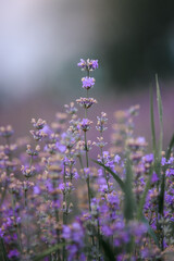lavender field in region