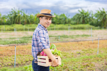 Asian farmer or Chef harvesting fresh vegetables in an agricultural field. Self-sustainable male chef arranging a variety of freshly picked produce into a crate on an organic farm.