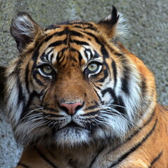 Face of a tiger .