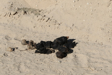 Scat of the lion (Panthera leo) in the Kgalagadi Transfrontier National Park. The characteristic...