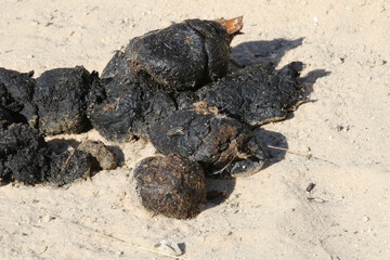 Scat of the lion in the Kgalagadi Transfrontier National Park. The characteristic black colour is...