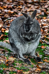 Bennett`s wallaby on the lawn. Latin name - Macropus rufogriseus	