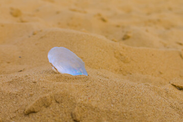 an oyster leaf, a shell in the sand.close-up