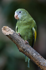White-winged Parakeet. Brotogeris versicolurus