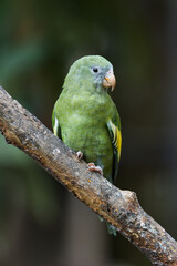 White-winged Parakeet. Brotogeris versicolurus