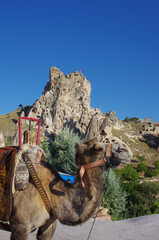 uchisar - turkey - a camel for tourist excursions and the famous castle in the background