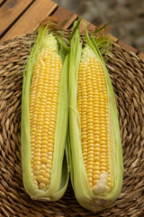 Uncooked corn cobs. Close up.
