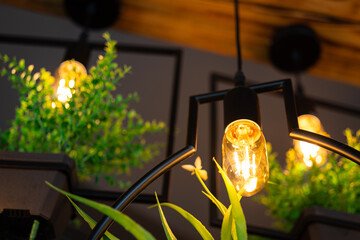 A lighting bulb with greenery plant pot which is hanged from ceiling for decorating the room in greenery office style. Interior decoration object.
