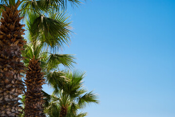 Fototapeta premium Row of green palm trees at blue sky background. Summer holidays by the sea. Vacation in the tropics. Travels. Palm leaves. Landscapes of exotic countries. Sunny summer day under palm trees