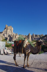 Naklejka premium Uchisar - Turkey - A camel for tourist excursions and the famous castle in the background
