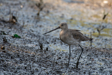 A black-tailed godwit (Limosa limosa)  seen in the wetlands near Airoli in New Bombay in Maharashtra, India