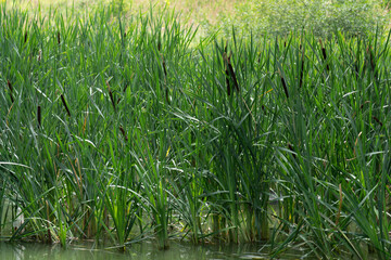 Reed thickets. aquatic vegetation from coastal shores of river.