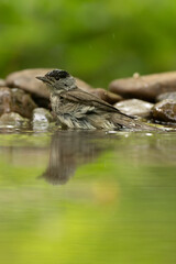 Fauvette à tête noire